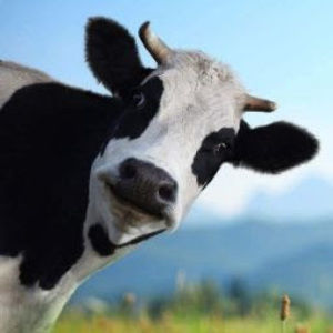 Meet your Posher, Tessa